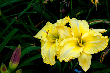 Obraz premium Close-up shot of a beautiful yellow lily flower