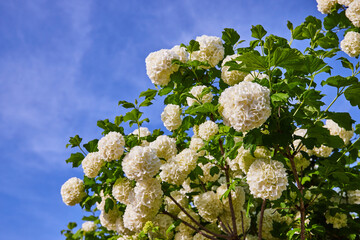 Hydrangeas hortensia flowers budding on branches under bright blue sky wispy clouds