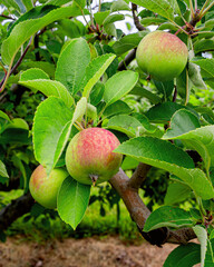 Green and red apples on branches with green leaves