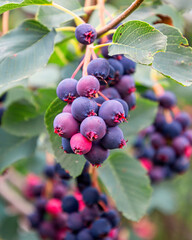 Ripe juneberries on bush, closeup