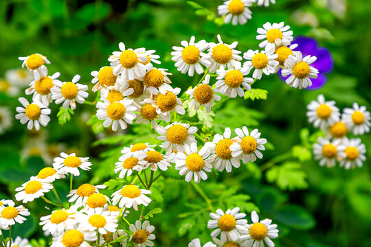 Closeup of Feverfew flowers (Tanacetum parthenium)