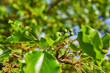 Small budding tree plant summer spring green background asset under blue sky