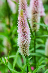 Vertical Silver Cocks Comb or Celosia plant with fuzzy comb of soft pink background asset