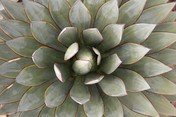 close up of a cactus