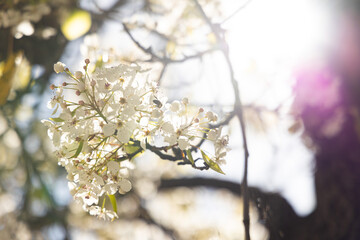 blooming tree
