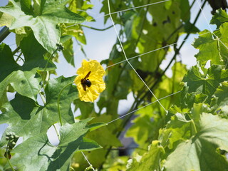  熊蜂とヘチマ