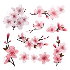 Sakura vector set collection graphic clipart design