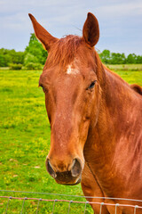 Rusty chestnut horse with head next to fence and green field and trees background with blue sky