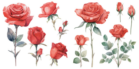 Watercolor red rose clipart for graphic resources - obrazy, fototapety, plakaty