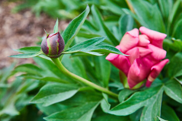 Young budding flower about to blossom next to hot pink flower in bloom with green background asset