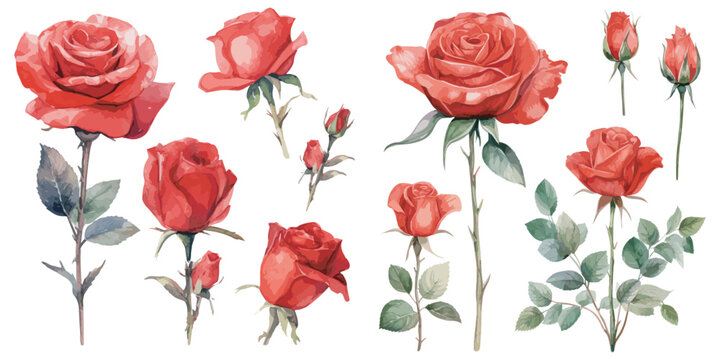 Naklejka Watercolor red rose clipart for graphic resources