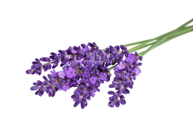 Lavender flowers bunch lying horizontally with selective focus isolated cutout - obrazy, fototapety, plakaty