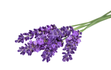Fototapeten Lavender flowers bunch lying horizontally with selective focus isolated cutout © Julia