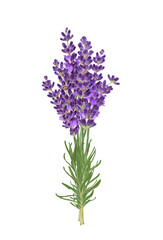 Upright bunch of lavender flowers isolated cutout on transparent