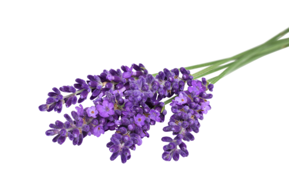 Lavender flowers bunch lying horizontally with selective focus isolated cutout