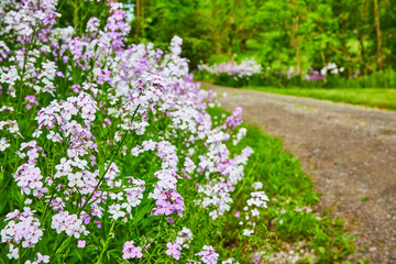Gorgeous purple Dames Rocket perennial flowers on side of gravel road with distant trees