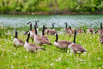 Flock Canadian Geese Grassy Field