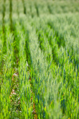 Field of tall green grains and grasses background asset