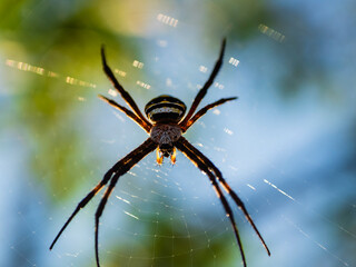 巣で獲物を待つ蜘蛛