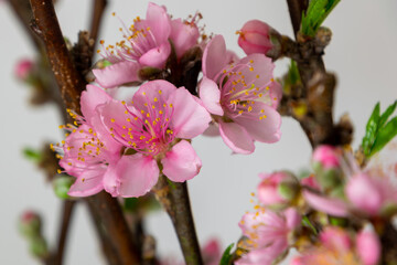 Peach blossom details. Peach-tree. Prunus persica (scientific name)
