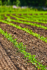 Vertical shot of young sprouts growing in farmers field with brown dirt