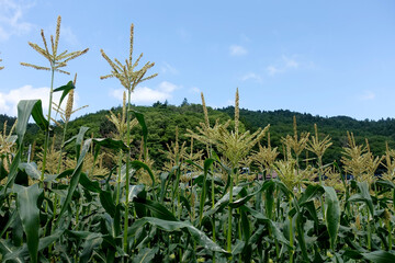 Obraz premium トウモロコシの花、夏の青空