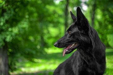Fototapeta premium Rescue dog helps police search for missing people Elegant profile of thoroughbred black German shepherd bloodhound in forest, follows trail, looks carefully, dries Dog breeding color Pet on walk 