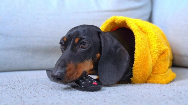 Domestic dachshund with exhausted expression lying with remote control on sofa. Doggy in yellow robe waits for favourite owner at home