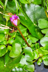 Panama Pacific Waterlily about to bloom amid water lettuce plants vertical shot with water