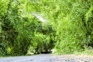 
road surrounded by nature in shades of green