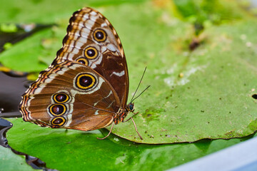 Naklejka premium Blue Morpho butterfly resting on water lettuce leaf on water with wings closed