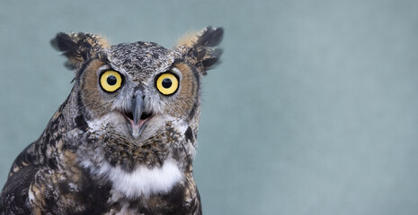 Great Horned Owl: An Intense Close-Up Encounter, Yellow Eyes, Beak, Feathers and Ear Tuffs.  Wildlife Photography.  - obrazy, fototapety, plakaty