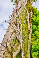Obraz premium Vertical of green moss covered wooden pole with gnarly dead and living vines climbing surface