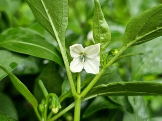 white flower of a plant​ garden​ growth​ fresh