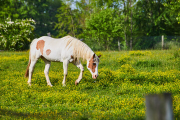 Naklejka premium Gorgeous side view of grazing white and brown paint horse in yellow field with distant trees