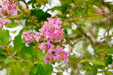 Pink crepe myrtle flower in boom