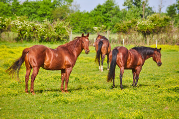 Gorgeous chestnut horses and two with black tail and mane on ranch with yellow sunny field