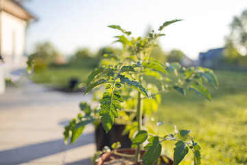 Young tomato plants in the morning. High quality photo