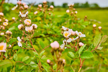 Close up of small pink dog rose flowers with exposed yellow pollen and green leaves