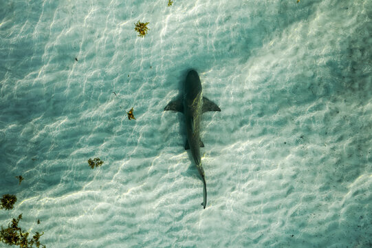 Shark swimming 