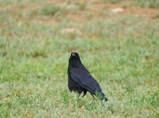 raven on the ground