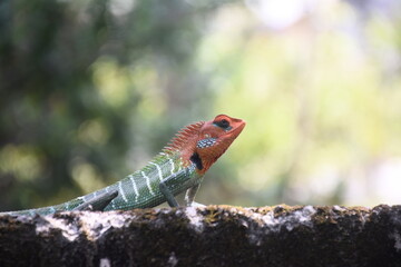 lizard on a tree
