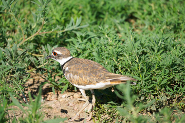 killdeer eating bugs