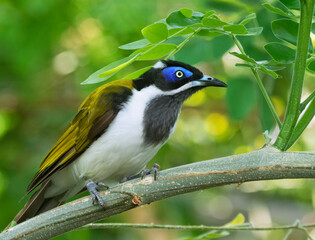 Blue-faced honeyeater close up