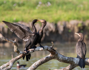 Cormorant Feeding Its Fledgling, Resoft Rark, Texas
