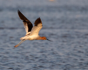 
The american avocet flying over an ocean, Galveston, Texas