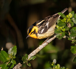 Blackburnian warbler (Setophaga fusca), Galveston, Texas