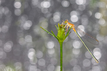 황금무늬가   아름다운 실잠자리