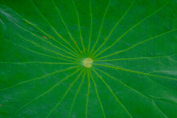 Texture of green lotus leaf in natural pond