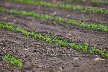 Farm with clean brown dirt rows and tiny green crop plant sprouts in field